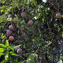 إدارة المساجد بمحافظة الدير تختتم دورة تصحيح التلاوة بجامع حراز