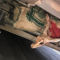 وفاة مدير الشؤون الإدارية بمرور جازان