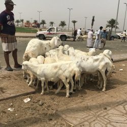 محافظ فيفاء يقف على انهيار طريق الملك فيصل المبتلع مركبة مواطن