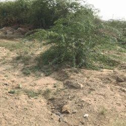 أمير منطقة جازان بالنيابة يؤدي صلاة الميت على الشهيد الفيفي.