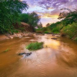 صندوق التنمية الزراعية بجازان يطلق القروض التشغيلية لمربي الماشية