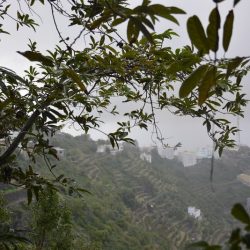 تدشين شعار مهرجان البن السادس في الداير والمحافظ يستعرض خطط اللجان