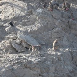 أمير جازان بالنيابة يستقبل معالي رئيس الهيئة العامة للإحصاء