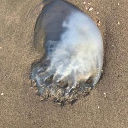 مرض غامض يقتل 5 إبل لمواطن بجازان .. نفوق يتوالى بعد مباشرة الطبيب!