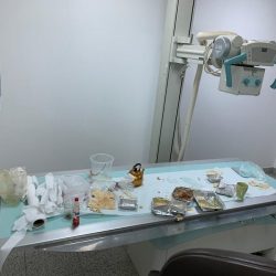 دورات في أحكام الصيام بإسلامية جازان