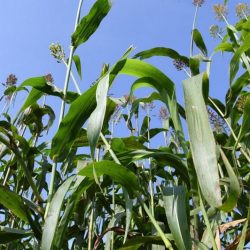 Simplifying Factors In jump4love