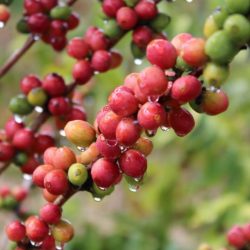 UkrainianCharm Review