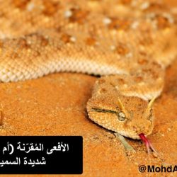 ‏دراسة: بعض مؤثّرات “سناب” استخدمن أساليب منافية لقيم المجتمع