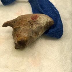 سمو نائب أمير جازان يطلع على إنجازات جمعية التنمية الأسرية بمحافظة صبيا ..