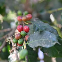 جامعة جازان توطن 220 وظيفة في التشغيل والصيانة بكفاءات شابة