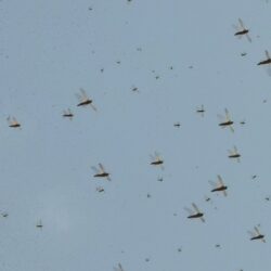 المركز الوطني للأرصاد: سحب رعدية ممطرة على منطقة جازان