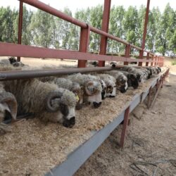 بر العارضة تصرف اكثر من 342 الف ريال لمشروع الكفالة الشهرية لشهر فبراير