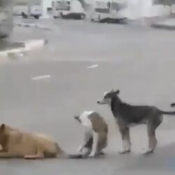 أكثر من 215 ألف مستفيد من خدمات “تطمن” و”تأكد” في جازان