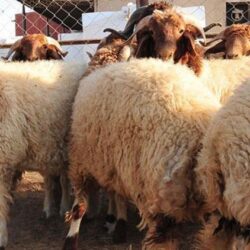 مبادرتا السعودية الخضراء والشرق الأوسط الأخضر.. خارطتا طريق لتنمية الغطاء النباتي