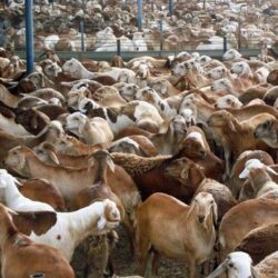 مدني جازان ينفذ جولات تفتيشية على المنشآت والمجمعات التجارية ويضبط عددًا من المخالفات