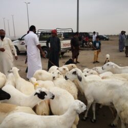 “الصحة”: تسجيل  937 حالة إصابة بكورونا.. وتعافي 1120 خلال الـ24 ساعة الماضية