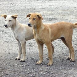 سمو أمير منطقة جــازان يعزي رئيس مركز منجد “القحطاني ” بوفاة والده ..