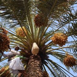 “الصحة”: تسجيل 1255 حالة إصابة بكورونا.. وتعافي 1247 خلال الـ24 ساعة الماضية