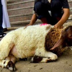 بحيص حكمي تحت مجهر نجوم الساحل