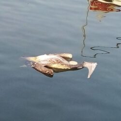 بتبرع سخي من ولي العهد.. تبرعات إحسان تصل إلى مليار ريال