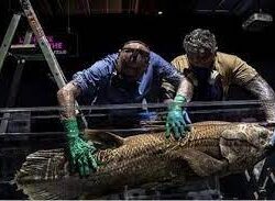 العثور على عروس بحر نافقة