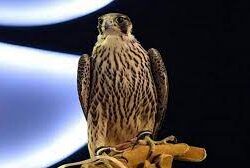 شرطة منطقة جازان : القبض على مقيم ألحق الضرر بمزرعة لأحد المواطنين نتيجة خلاف بينهما..