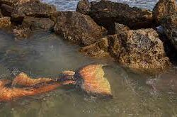 محافظة صبيا تاريخ وجذور طويلة في الزمن