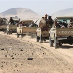 “البيئة” تحذّر من استخدام القمح المحلي والدقيق في تغذية المواشي