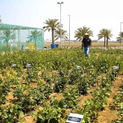 بمشاركة أكثر من 12 جهة حكومية.. “الغطاء النباتي” يطلق حملة توعوية لحماية الغطاء النباتي في المتنزهات الوطنية بعسير والباحة