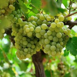 مركز الغطاء النباتي يطلق مشروع لإعادة تأهيل المواقع المتضررة في غابات متنزه الجرة بعسير