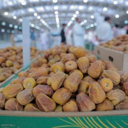 معرض الصقور والصيد السعودي الدولي يعيد أصغر صقّار إلى أجواء المنافسة