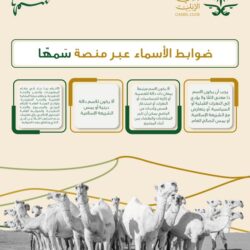 برنامج ندلب ومنظومة النقل.. تكامل نحو رؤية المملكة 2030