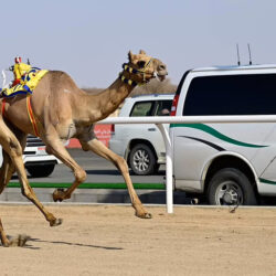 بعد موجة جفاف حادة.. الأمطار تعيد الأمل لمزارعي “البن” في جبال جازان