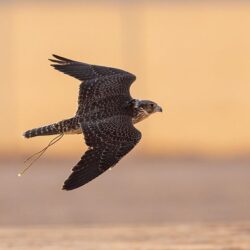 خادم الحرمين الشريفين يهنئ رئيس جمهورية العراق بمناسبة انتخابه وأدائه اليمين الدستورية