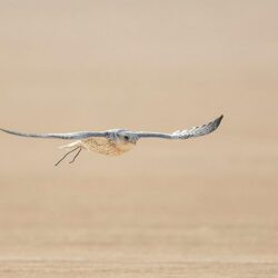 لحظة مغادرة ميشال عون منصبه كرئيسا للجمهورية