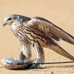 240 ألف ريال ثمناً لـ 3 صقور في الليلة الـ 22 من مزاد نادي الصقور السعودي