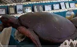 ملتقى جازان 2022 “تمكين وتوطين” يختتم فعالياته بطرح 1473 وظيفة للشباب