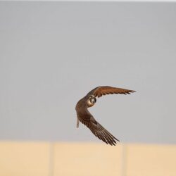 سمو ولي العهد يهنئ رئيس جمهورية سورينام بذكرى استقلال بلاده