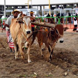 ورشة عمل عن مركز البذور والتقاوي بمهرجان “عذق 3”
