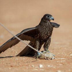 مهرجان “الدخن” بالمهد يستقطب مزارعي خمس مناطق لتبادل الخبرات ودعم جودة الإنتاج