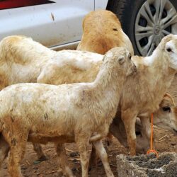 سموُّ الأميرِ محمد بن ناصر يرعى حفلَ جائزة جازان للتفوق والإبداع في دورتها الخامسة عشرة