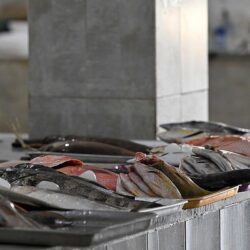 جستر جازان تطلق مبادرة ” سقيا خير ” في رمضان