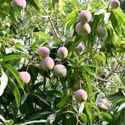 جازان مقومات طبيعة تُنتج 118.311 طناً سنوياً من المانجو والفواكه الاستوائية