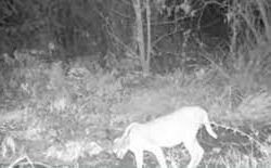 حرس الحدود بجازان يقبض على مخالف لنظام أمن الحدود لتهريبه (20) كيلوجراماً من نبات القات المخدر