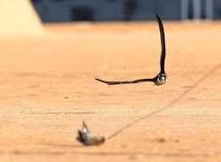 وزير الخارجية يلتقي وزير الخارجية الأمريكي