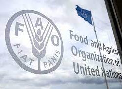 ارتفاع حصيلة قتلى القصف الإسرائيلي على قطاع غزة الى 11 ألفا قتيلًا