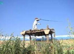 تنفيذ حكم القتل قصاصاً بأحد الجناة في منطقة جازان