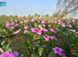 جامعة جازان تنظم الملتقى السنوي الثالث لتطوير الخطط الدراسية “مدار”