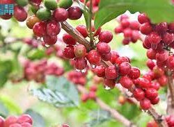 الأرصاد”: أمطار خفيفة ورياح نشطة على منطقة جازان