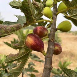 أمير جازان يرعى حفل افتتاح مهرجان المانجو والفواكه الاستوائية في صبيا